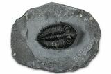 Bug-Eyed Coltraneia Trilobite Fossil With Pyrite #352678-3